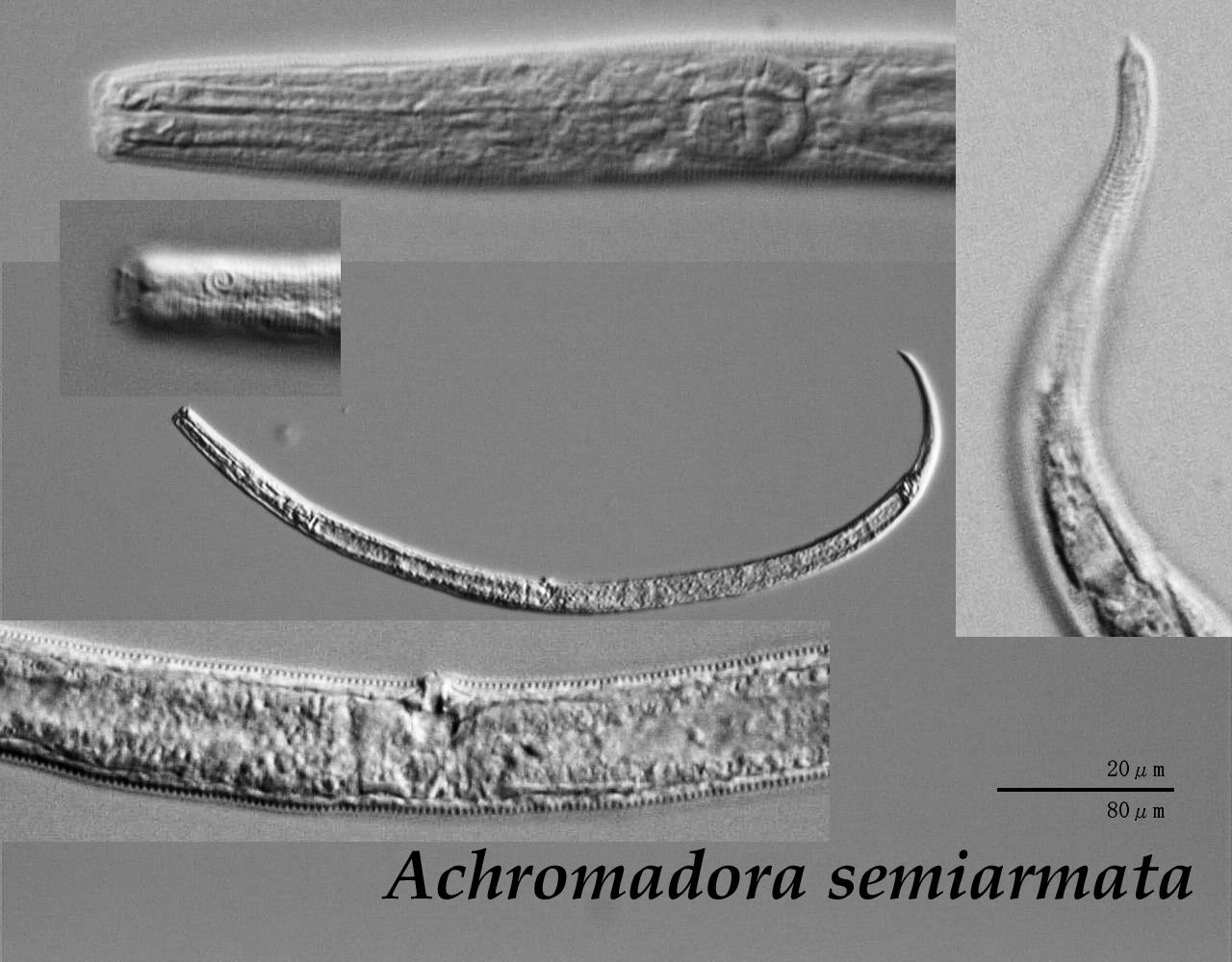 Achromadora Semiarmata
